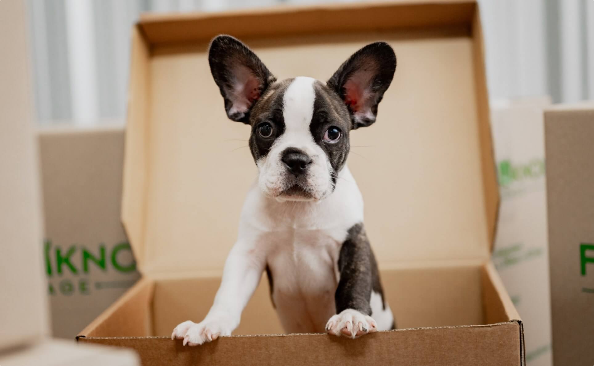 A dog inside a storage box