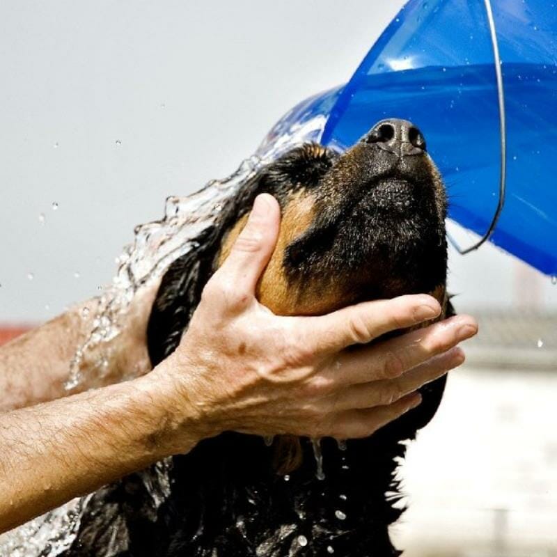 A dog being washed